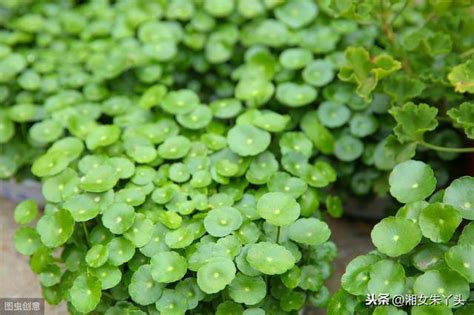 鏡面草風水|鏡面草的家庭風水是什麼，鏡面草的風水作用/擺在客廳招財